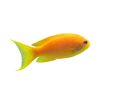 orange Anthias fish on a white background