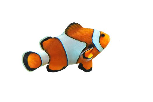 Clown fish isolated in white background (Amphiprion percula)