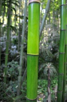 large bamboo stalks with natural sun lighting
