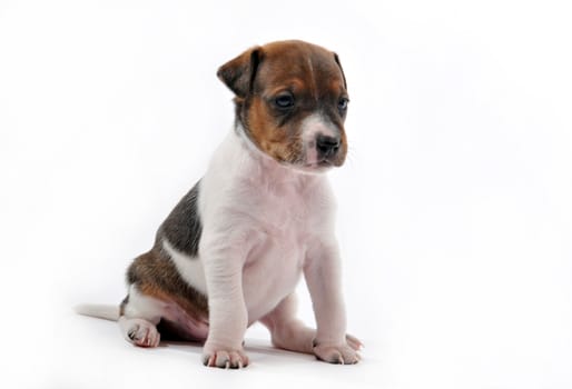 portrait of a puppy jack russel terrier