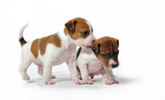 two puppies purebred jack russel terrier playing on a white background