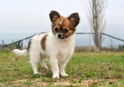 portrait of a purebred puppy chihuahua in a fied