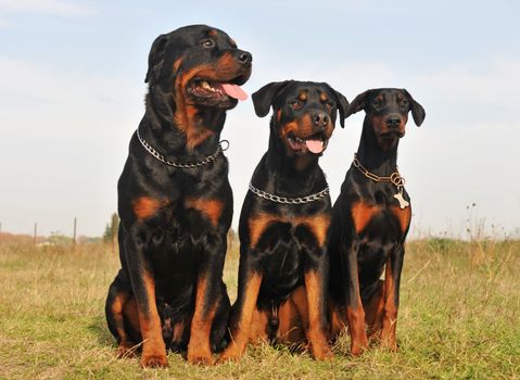 three guard dogs are sitting in a field