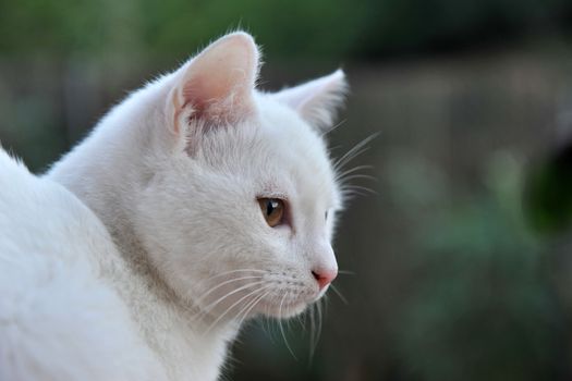 portrait of a young white cat with brown eyes