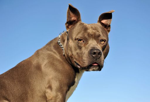 portrait of an American Staffordshire terrier "blue" on a blue sky