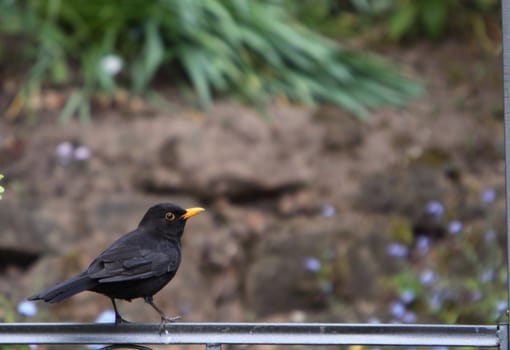 male blackbird