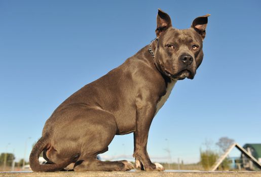 portrait of an American Staffordshire bull terrier "blue" on a table