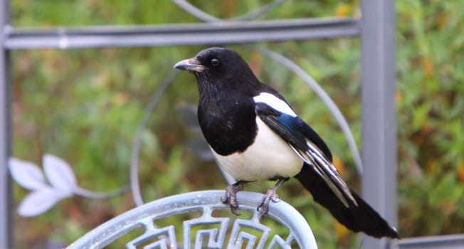magpie