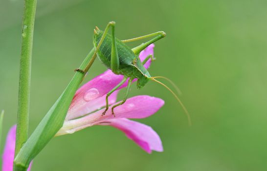 insect Ephippiger ephippiger on a pink flower with a green background