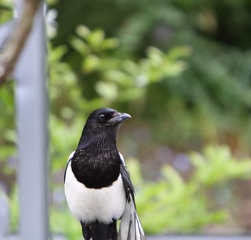 magpie