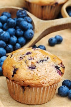 Delicious homemade blueberry muffins with fresh blueberries spilling from a wooden spoon. 
