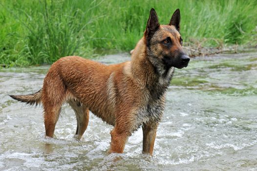 portrait of a belgian sheepdog malinois in a river