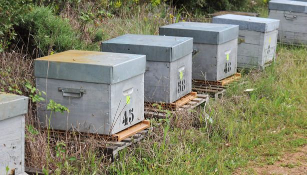 Bee hives for honey production in a field