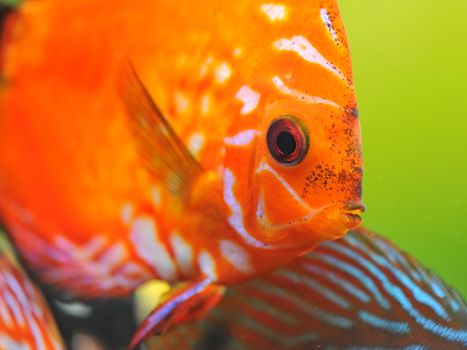 portrait of a red  tropical Symphysodon discus fish in an aquarium 