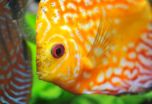 portrait of a red  tropical Symphysodon discus fish in an aquarium