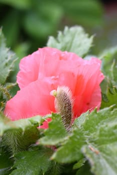 poppy