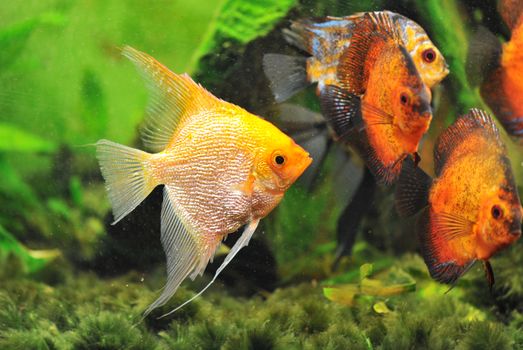 pterophyllum scalare in a tank with symphysodon discus