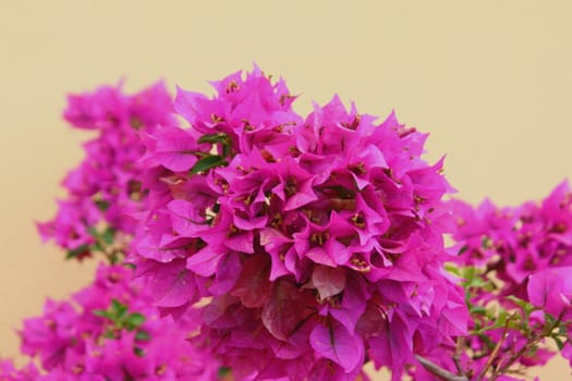 bougainvillea