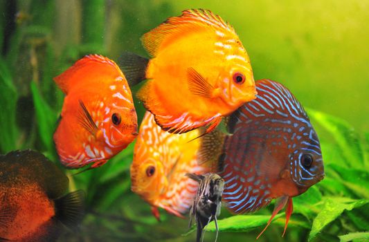 group of a colorfull  tropical Symphysodon discus fishes in an aquarium
