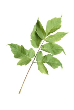 Twig with few green leaves isolated on white background with clipping path