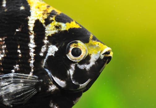 close up of a pterophyllum scalare in a tank