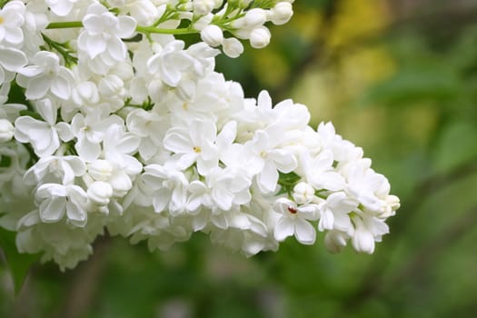 white lilac flower