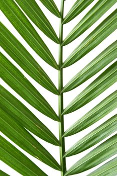 A closeup of a tropical palm frond.