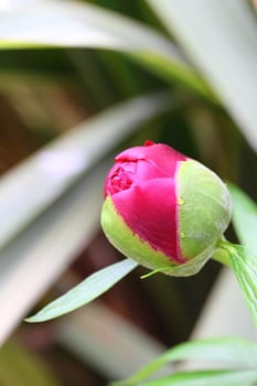 peony bud