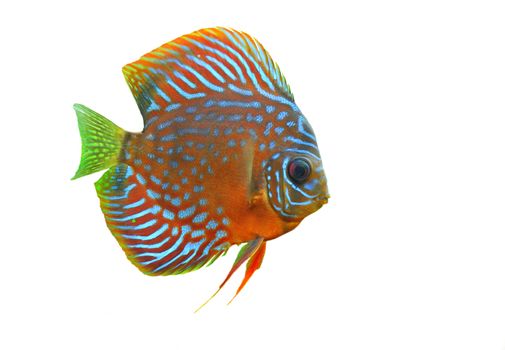portrait of a blue tropical Symphysodon discus fish in a white background