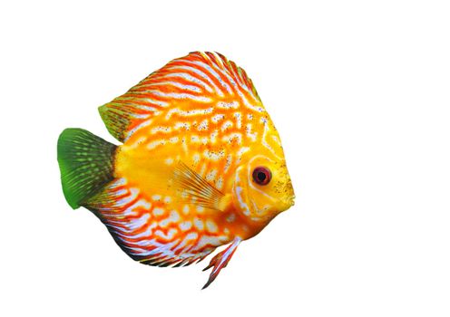 portrait of a red  tropical Symphysodon discus fish in a white background