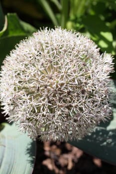 allium
