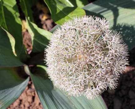 allium