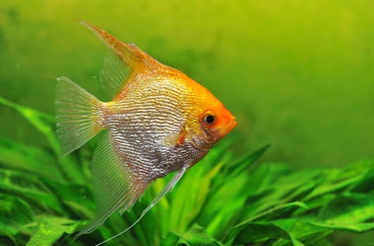 close up of a pterophyllum scalare in a tank