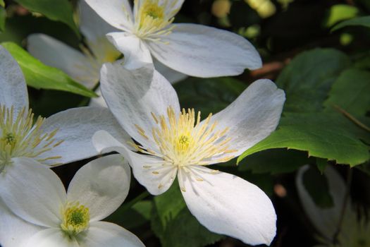 clematis montana alba