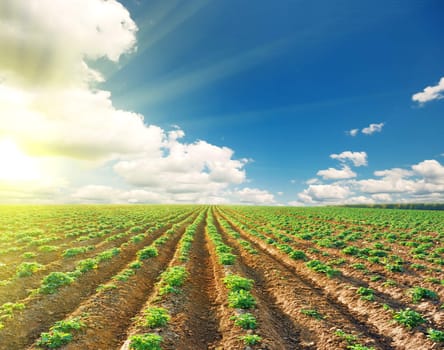 potato field on a sunset under blue sky landscape