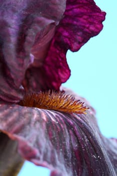 bearded iris