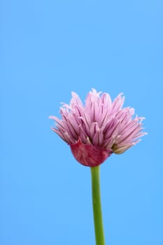 chive flower