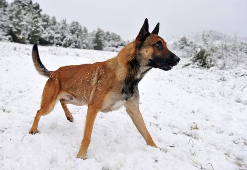 alertness purebred belgian shepherd malinois in the snow