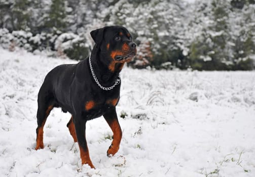 attentive purebred rottweiler upright in the snow