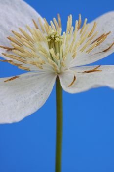clematis montana alba