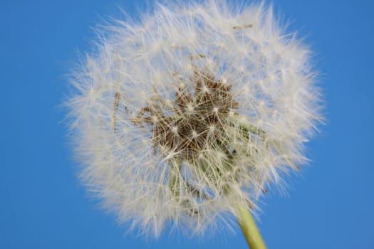 dandelion