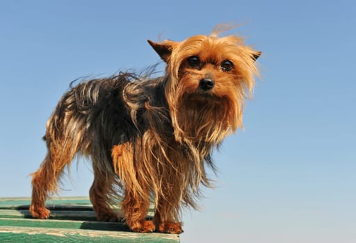 portrait of a purebred yorkshire terrier on a blue sky