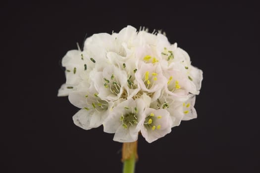 thrift flower