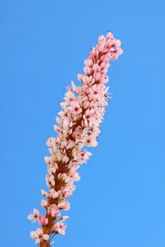 polygonnum macrophyllum