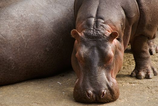 Hippo are conservation of rare wild animals. Because hot weather, he put his nose on the ground and looked lazy.