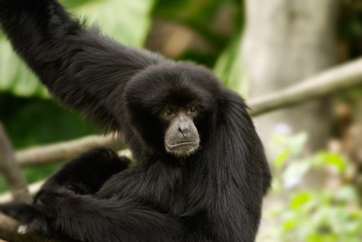 Siamang was endangered species of protected wild animals in Asian tropical rainforest. His innocent eyes looked at the direction of unknow was portrayal of wildlife future.