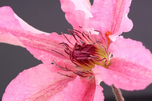 clematis