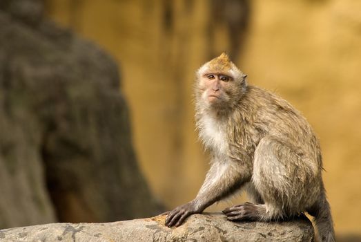 Formosan macaque was a kind of monkey only in Taiwan. His innocent eyes looked at the direction of unknow was portrayal of wildlife future.