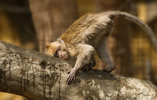 It's rare wild monkey only grown in Taiwan. He was rubbing bark and seemed happiness.