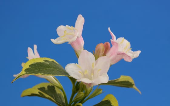 weigela